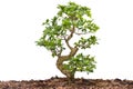 New young tree isolated against white Royalty Free Stock Photo