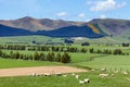 New Zealand agriculture