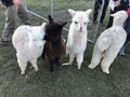 New Zealand Alpaca-3 little baby alpacas