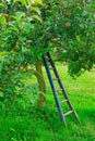 New Zealand apples on the tree waiting to be picked.