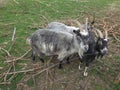 Arapawa Goats looking at camera in Danish farmyard Royalty Free Stock Photo