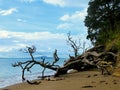 Dead tree on the beach, Long Bay, Auckland, New Zealand