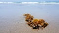 Seaweed and shells on the sand at the beach Royalty Free Stock Photo