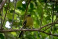 Bellbird puffing up plumage, New Zealand