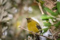 New Zealand bellbird perching tree on branch Royalty Free Stock Photo