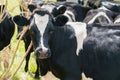 New Zealand black and White cows Royalty Free Stock Photo