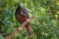 New Zealand Brown Parrot Royalty Free Stock Photo