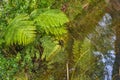 New Zealand Bush and ferns