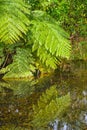 New Zealand Bush and ferns