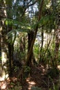 New Zealand bush, native plants on a spring day