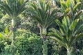 New Zealand bush scene featuring nikau palms