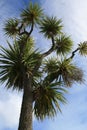 New Zealand Cabbage Tree