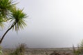 New zealand cabbage tree against grey hazy sky