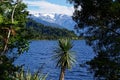 A cabbage tree stands in the foreground of Lake Mapourika