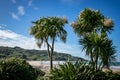 New Zealand Cabbage Tree Ti Kouka in flower