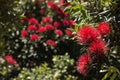 New Zealand Christmas tree flowers Royalty Free Stock Photo