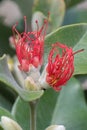 Pohutukawa Metrosideros excelsa, budding red flowers Royalty Free Stock Photo