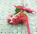 New Zealand Christmas Tree or Pohutukawa flower on woven flax kete background with ribbon - kiwiana xmas theme Royalty Free Stock Photo