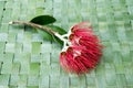 New Zealand Christmas Tree or Pohutukawa flower on woven green f