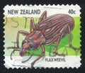 Flaxweevil