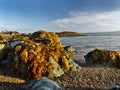 New Zealand Coast Seaweed