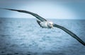 New Zealand coastal seabird