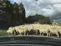 North Island, New Zealand, country road, sheep herding Royalty Free Stock Photo