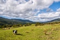 New Zealand Countryside