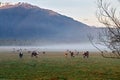 New Zealand. The countryside driving on the State Highway 6 at sunrise. West Coast. South Island