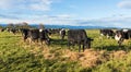 New Zealand Cows Feeding