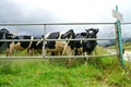 New Zealand Cows