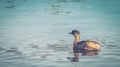 New Zealand dabchick Poliocephalus rufopectus