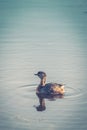 New Zealand dabchick Poliocephalus rufopectus