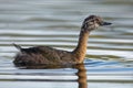 New Zealand dabchick - Poliocephalus rufopectus - weweia in maori language, New Zealand grebe endemic to New Zealand