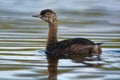 New Zealand dabchick - Poliocephalus rufopectus - weweia in maori language, New Zealand grebe endemic to New Zealand Royalty Free Stock Photo