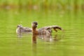 New Zealand dabchick - Poliocephalus rufopectus - weweia in maori language, New Zealand grebe endemic to New Zealand