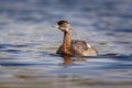 New Zealand dabchick - Poliocephalus rufopectus - weweia in maori language, New Zealand grebe endemic to New Zealand