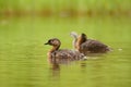 New Zealand dabchick - Poliocephalus rufopectus - weweia in maori language, New Zealand grebe endemic to New Zealand