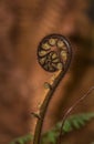 A New Zealand Dicksonia Tree Fern frond Royalty Free Stock Photo