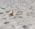 New Zealand dotterel on beach at Mount Maunganui
