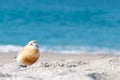 New Zealand dotterel on beach at Mount Maunganui