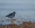 New Zealand Dotterel Bird at Scandrett Beach Auckland New Zealand; Wildlife at Regional Park