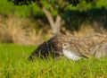 New Zealand Dotterel Bird at Scandrett Beach Auckland New Zealand; Wildlife at Regional Park;