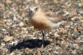 A New Zealand dotterel, a critically endangered bird