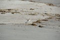 New Zealand Dotterel on beach