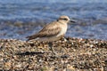 A New Zealand dotterel, or plover, a shorebird, in its natural habitat