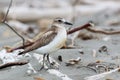 New Zealand Dotterel