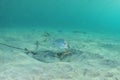 New Zealand Eagle Ray Digging In Sand