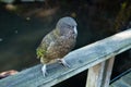 New Zealand endemic alpine parrot Kea