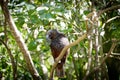 Kaka, New Zealand Brown Parrot